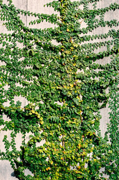 Dense Green Vine on Weathered Wood Background