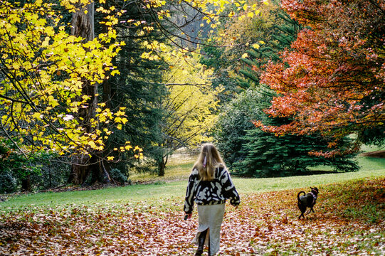 Person strolling Through a Colorful Autumn Landscape