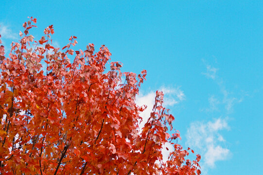 Autumn Leaves against Clear Blue Sky in Detail