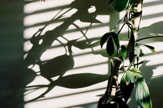 Layered shadows from climbing vines on wall
