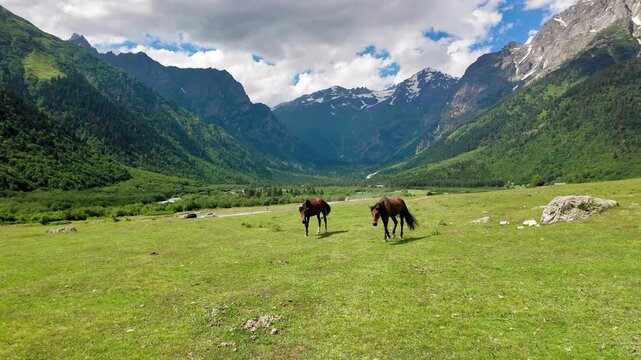 Two beautiful wild brown horses grazing peacefully and walking through a green pasture in a picturesque mountain valley with snow-capped peaks under a partially cloudy sky in Svaneti Georgia
