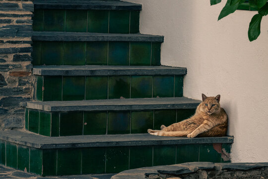 Gato sentado en las escaleras