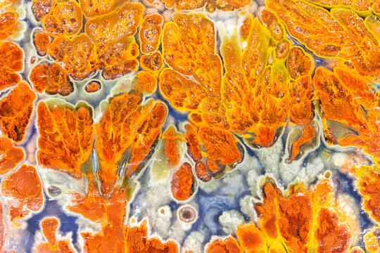 Multicolored Petrified Wood