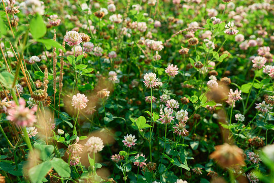 botanical photography focusing on a gentle pink alsike clover or Trifolium hybridum flower cluster