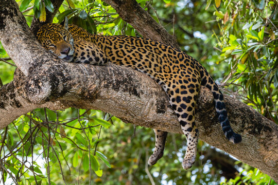 Full body of a wild jaguar asleep along a tree branch