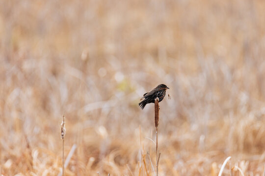 Female Blackbird on Cattail