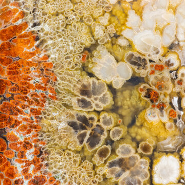 Multicolored Petrified Wood Background