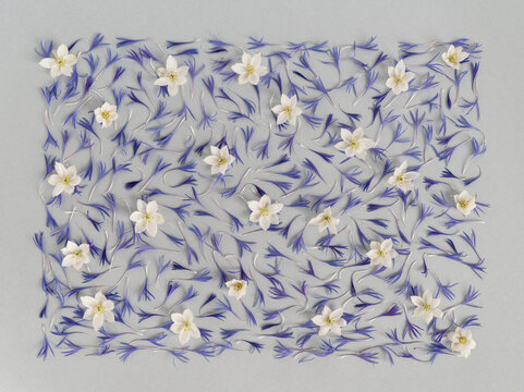 Petals and flowers composition on gray background