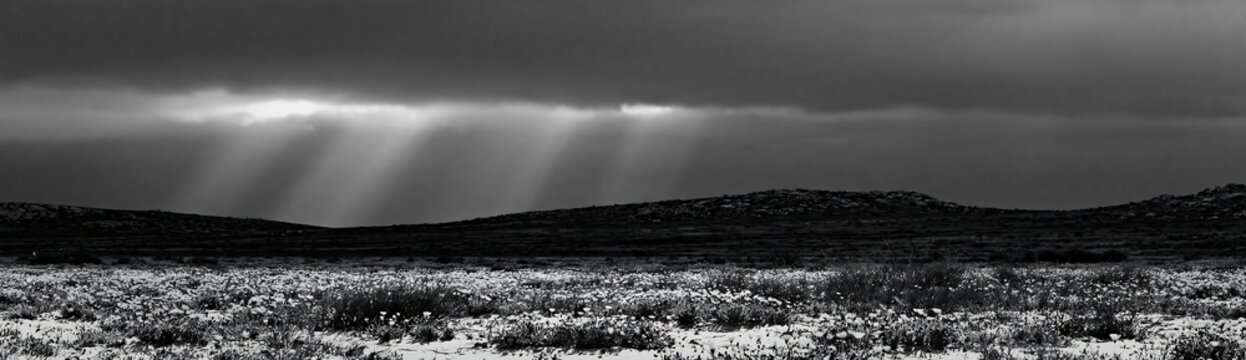 Crepuscular rays shining over a meadow landscape