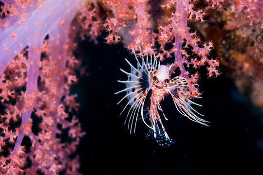 A lionfish hanging from a soft coral