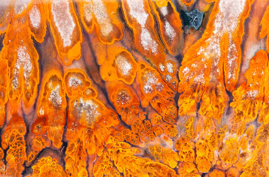 Orange Petrified Wood Background