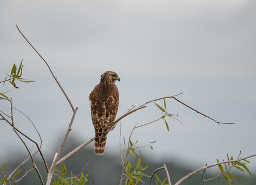 Red shoulder hawk sitting on a tree branch