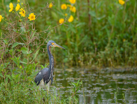 Tri-colored heron coming out of the bushes at a pond