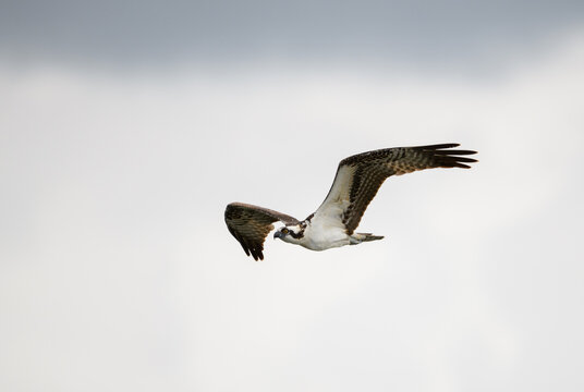 Ospry bird flying against an overcast sky