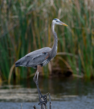 Great blue heron balancing on a branch at a pond