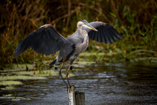 Great blue heron stretching his wings