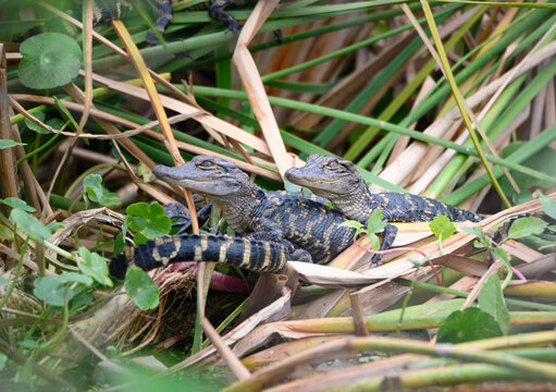A couple of baby alligators resting in the reeds