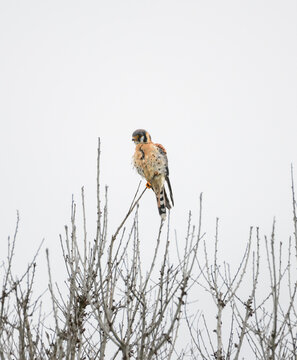 American Kestral bird balancing on a branch