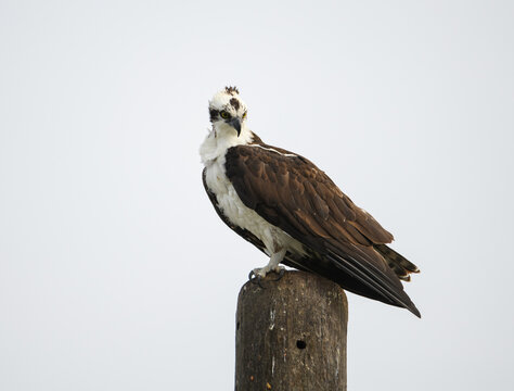 Ospry sitting on top of a pole looking for food