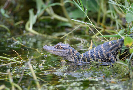 Baby alligator slipping into the water