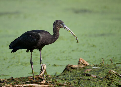 Glossy Ibis by a green alge covered pond
