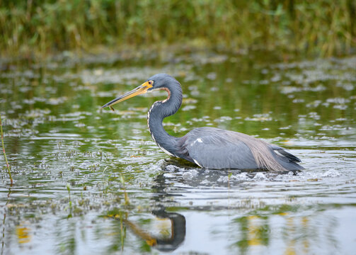 Tri-colored heron with a small fish in his beak