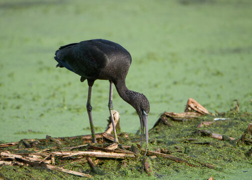 Glossy Ibis in the alge looking for food