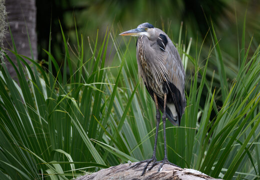 Resting great blue heron on a log in a pond