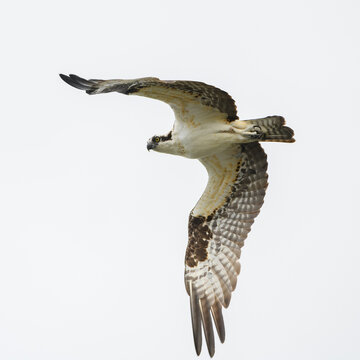 Ospry fishing bird against a white sky