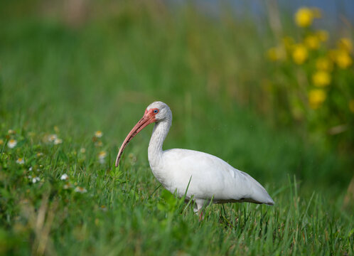 American White Ibis in the green grass