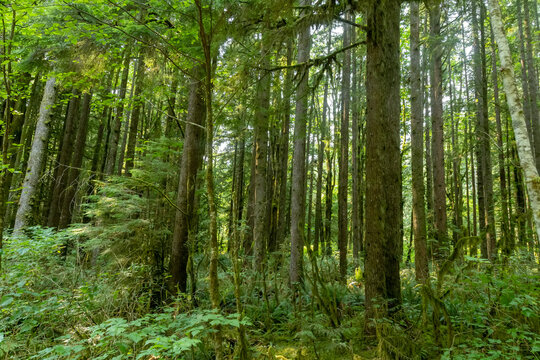 Sunlight filters through a dense, green temperate rainforest canopy, Golden ears park @ Golden Ears Beach,  Maple Ridge, BC Canada