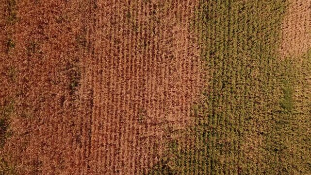 Top Down Aerial View of Drought Affected Corn Field in Doglodi Near Sarajevo