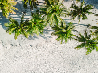 Palm trees grow on tropical sandy beach. Drone top down view