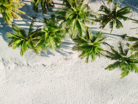 Palm trees grow on tropical sandy beach. Drone top down view