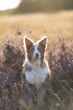 Border Collie Sitting in Purple Heather with Glowing Golden Hour Backlight