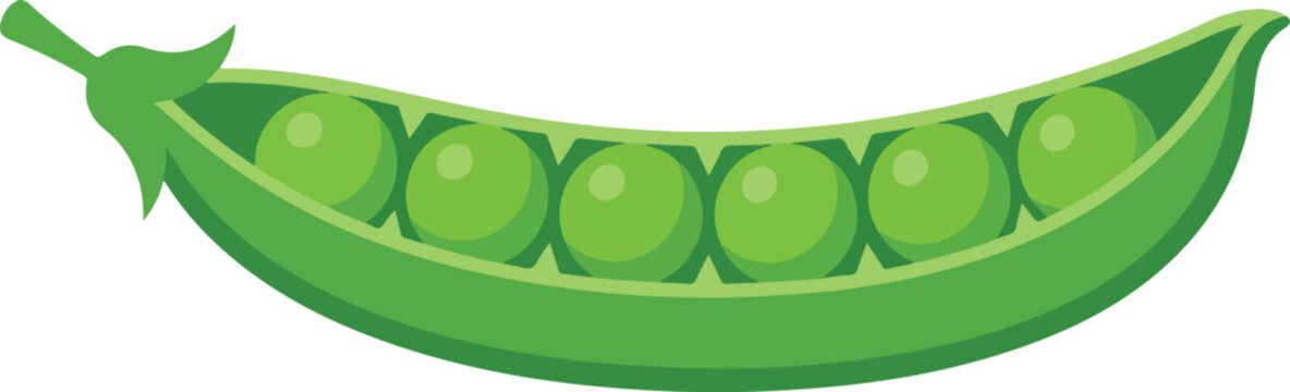 Single green pea pod with multiple round peas inside illustration