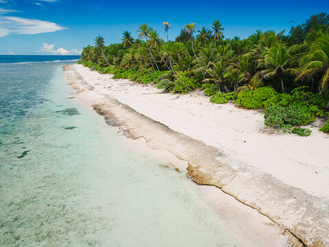 Maldive ocean tropical beach with palms trees and quiet ocean