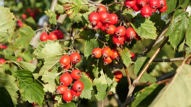 Hawthorn branch with its ripe fruits.
Hawthorn fruits ripen at the end of summer. Used as a medicinal plant to lower blood pressure. 
