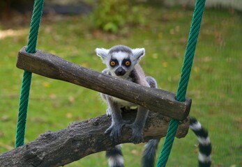 Ring-tailed lemur (Lemur catta) © Hana