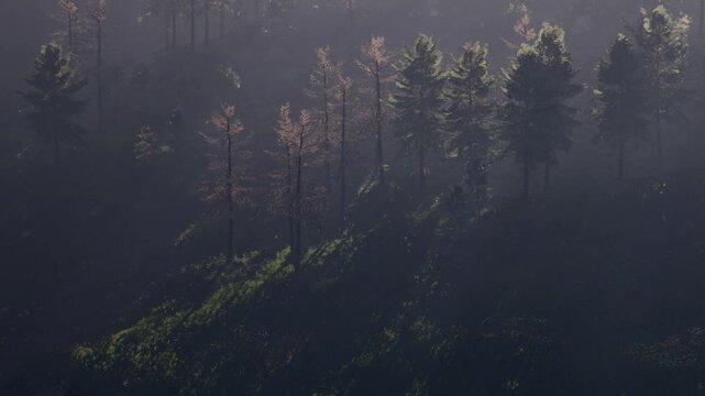 Sunlight shines through tall trees on a hillside. The scene shows patches of light and shadow on the green grass. It is late afternoon with a clear sky and warm sunlight.