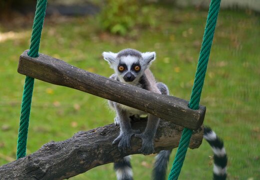 Ring-tailed lemur (Lemur catta)