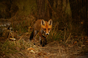 Fototapeta premium Red fox cautiously walks through dry grass in a dark forest setting. A wild red fox with alert eyes moves through a dimly lit woodland environment with tall dry grasses and trees