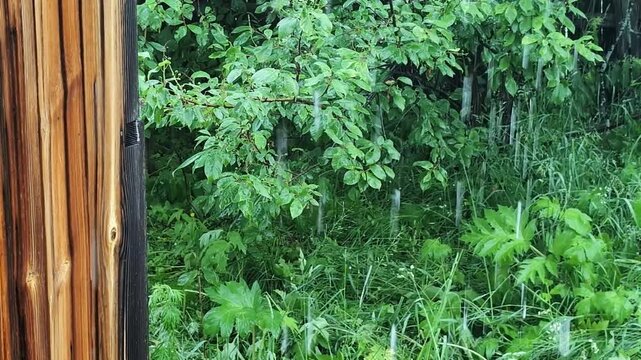 Raindrops pour steadily over dense green foliage and vibrant plants, soaking the wooden tree trunks and vibrant vegetation of a thriving forest.