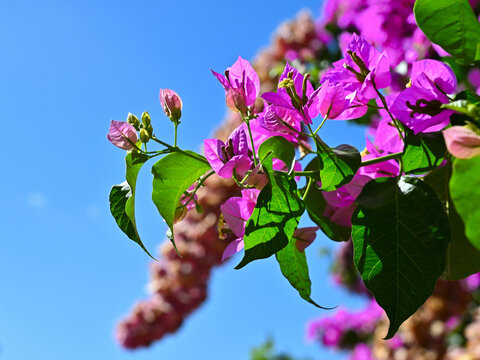 bougainvillea. bugenwilla. paperflower
