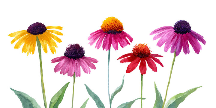 Watercolor illustration clipart cutout of colorful echinacea flowers including yellow, pink, and red coneflowers with green leaves on a white background