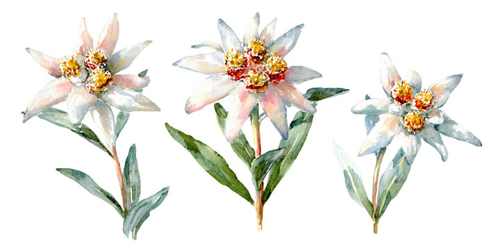 Watercolor illustration clipart cutout png of three edelweiss flowers with white petals and yellow centers, surrounded by green leaves on a transparent background