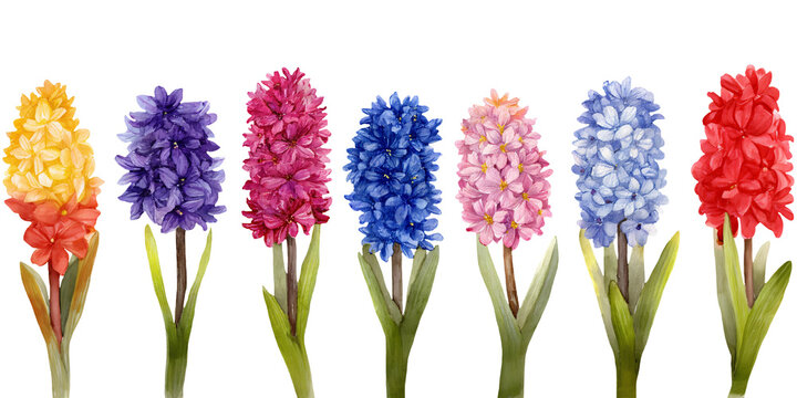 Watercolor illustration clipart cutout of colorful hyacinth flowers in various shades including yellow, purple, pink, blue, and red arranged in a row with green leaves