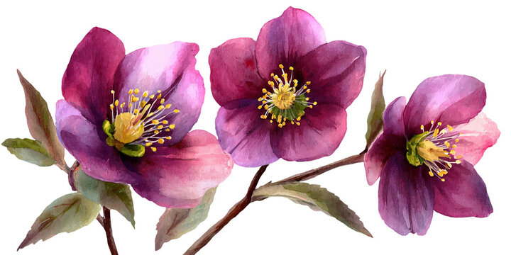Watercolor illustration clipart cutout of three purple hellebore flowers with green leaves, showcasing intricate petal details and vibrant colors on a transparent background