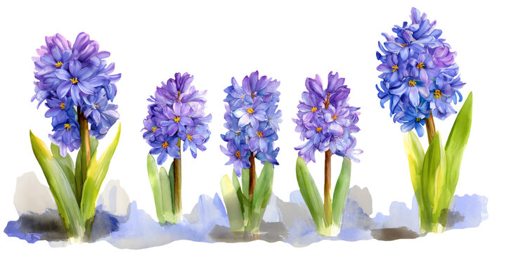 Watercolor illustration clipart cutout of five hyacinth flowers in varying shades of purple with green leaves, arranged in a row on a white background