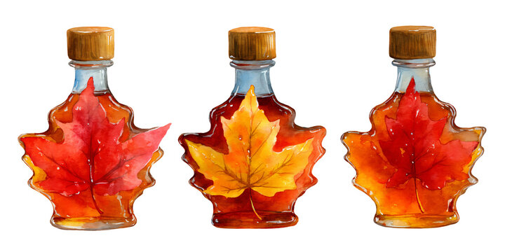 Watercolor illustration clipart cutout of three maple syrup bottles shaped like leaves, featuring vibrant red and yellow autumn leaves, with wooden caps and amber syrup inside